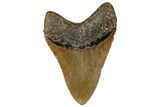Serrated, Fossil Megalodon Tooth - North Carolina #328317-2